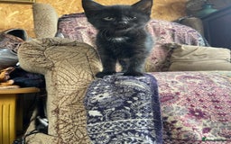 British Longhair cats for sale: British long hair/maincoon X kitten  - Image 2