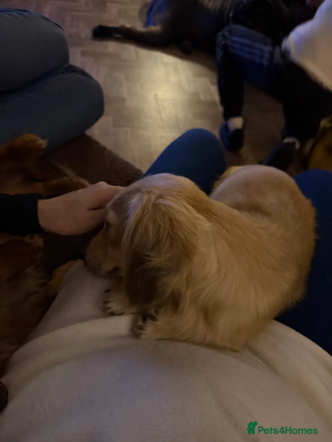 Dachshund dogs for sale: Long haired miniature  - Advert 10