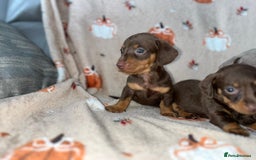Dachshund dogs for sale: Dachshund Puppies { 2 boys left } - Image 4
