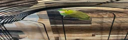 Parakeets birds for sale: Female parrolet  - Advert 4