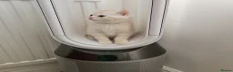 Scottish Fold cats for sale: Adorable Scottish Fold Straight Ear Tabby Kittens  - Advert 21