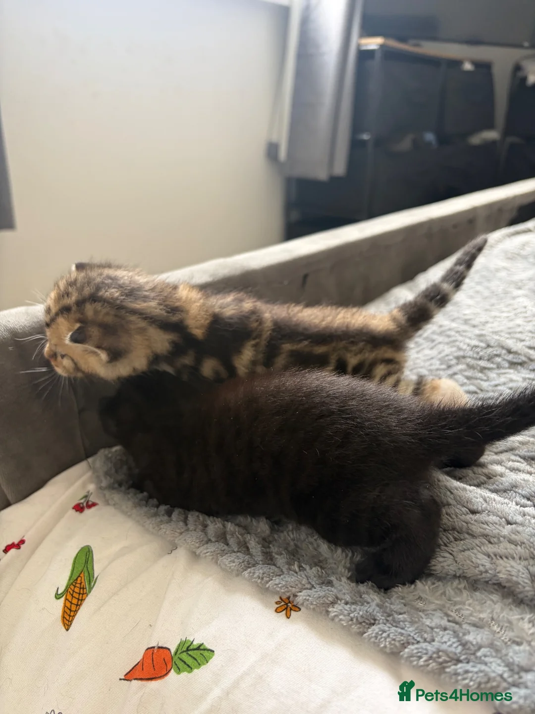 Mixed Breed cats for sale: 8 beautiful kittens for sale❤️ - Advert 2
