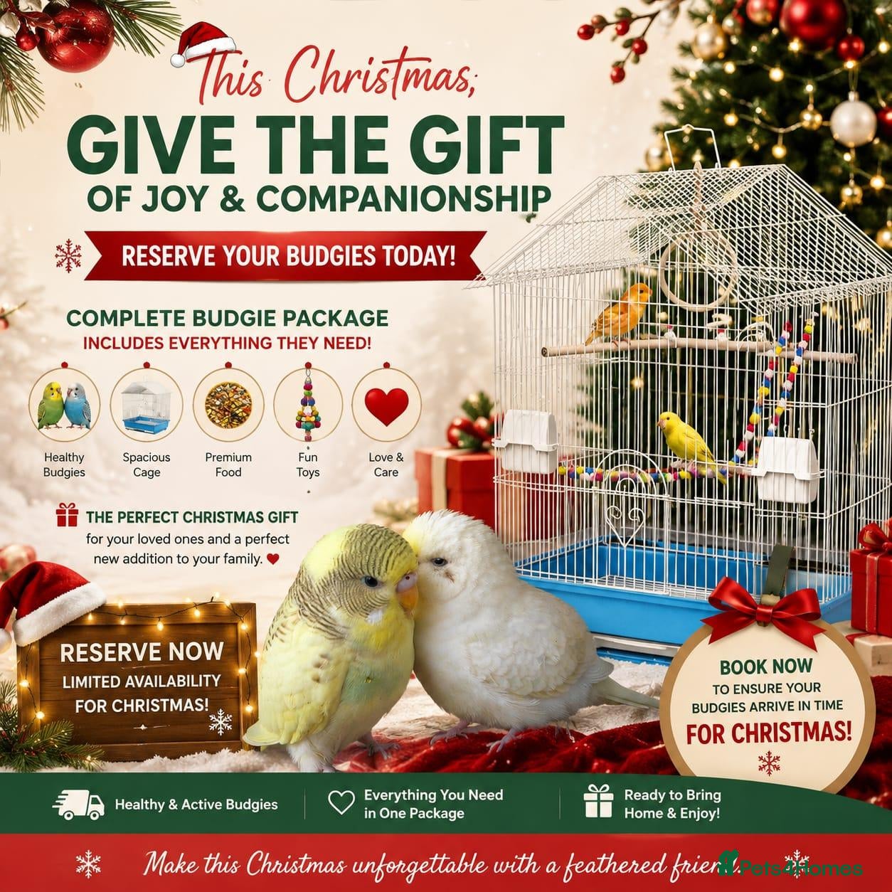 Budgerigars birds Lovely Colours Budgies  - Advert 2