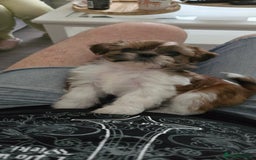 Shih Tzu dogs for sale: Last two puppies from liter 🐶🐶 - Image 29