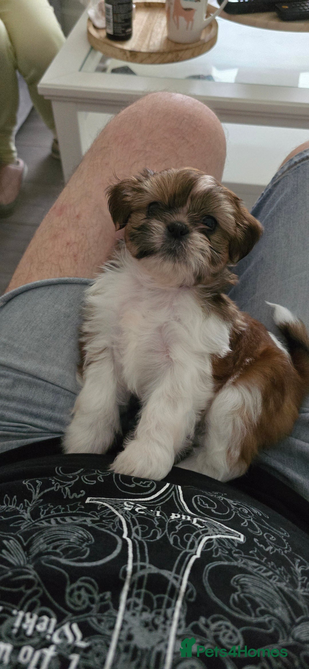 Shih Tzu dogs for sale: Last two puppies from liter 🐶🐶 - Image 29