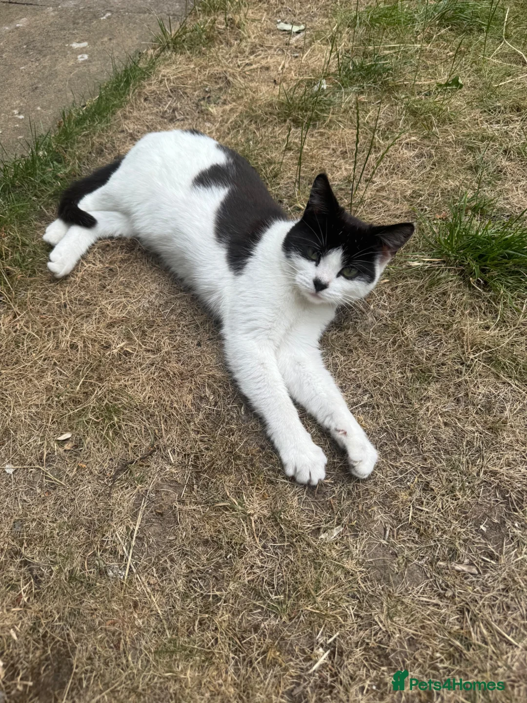 British Longhair cats for sale: British Longhair Tuxedo Girl - Advert 6