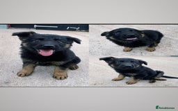 German Shepherd dogs for sale: 🐾 Beautiful  FEMALE –KC reg GERMAN SHEPHERDS 🐾 - Image 22