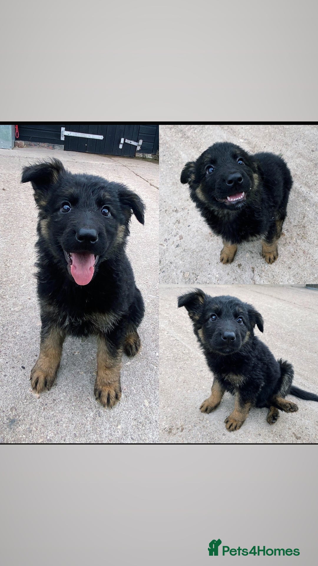 German Shepherd dogs for sale: 🐾 Beautiful  FEMALE –KC reg GERMAN SHEPHERDS 🐾 - Image 22