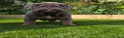 English Bulldog dogs for sale: Kc registered British bulldog puppies lilac & tan in Liverpool - Advert 6