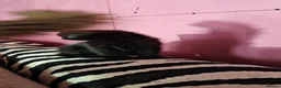 Mixed Breed cats for sale: Gorgeous black kitten looking for his forever home - Advert 3