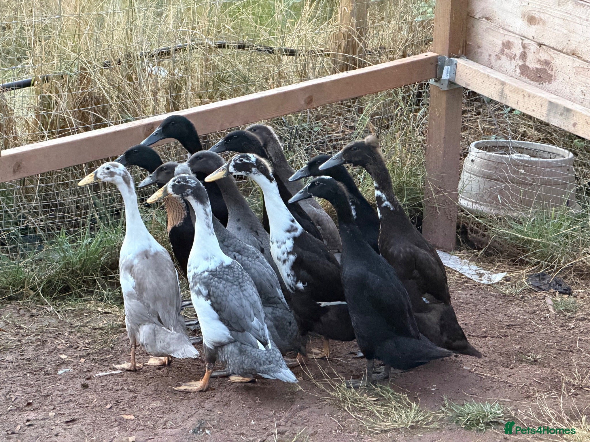 Ducks poultry Runner ducks available mixed ages and genders - Advert 13