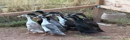 Ducks poultry for sale: Runner ducks available mixed ages and genders - Advert 1