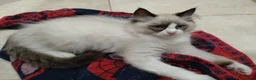 Ragdoll cats for sale: Beautiful Male Ragdoll Kittens - Advert 7