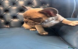 French Bulldog dogs for sale: French bulldogs puppies - Image 6