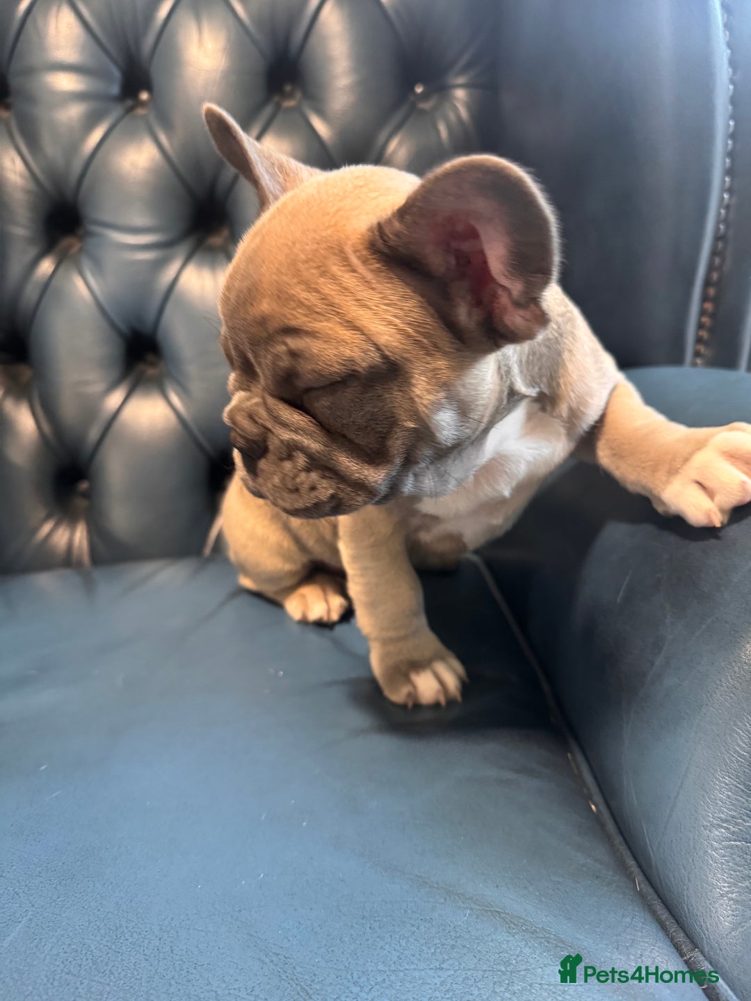 French Bulldog dogs for sale: French bulldogs puppies - Image 6