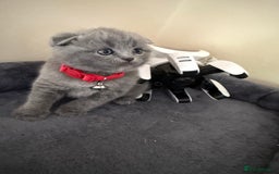 Scottish Fold cats for sale: Scottish fold - Image 6