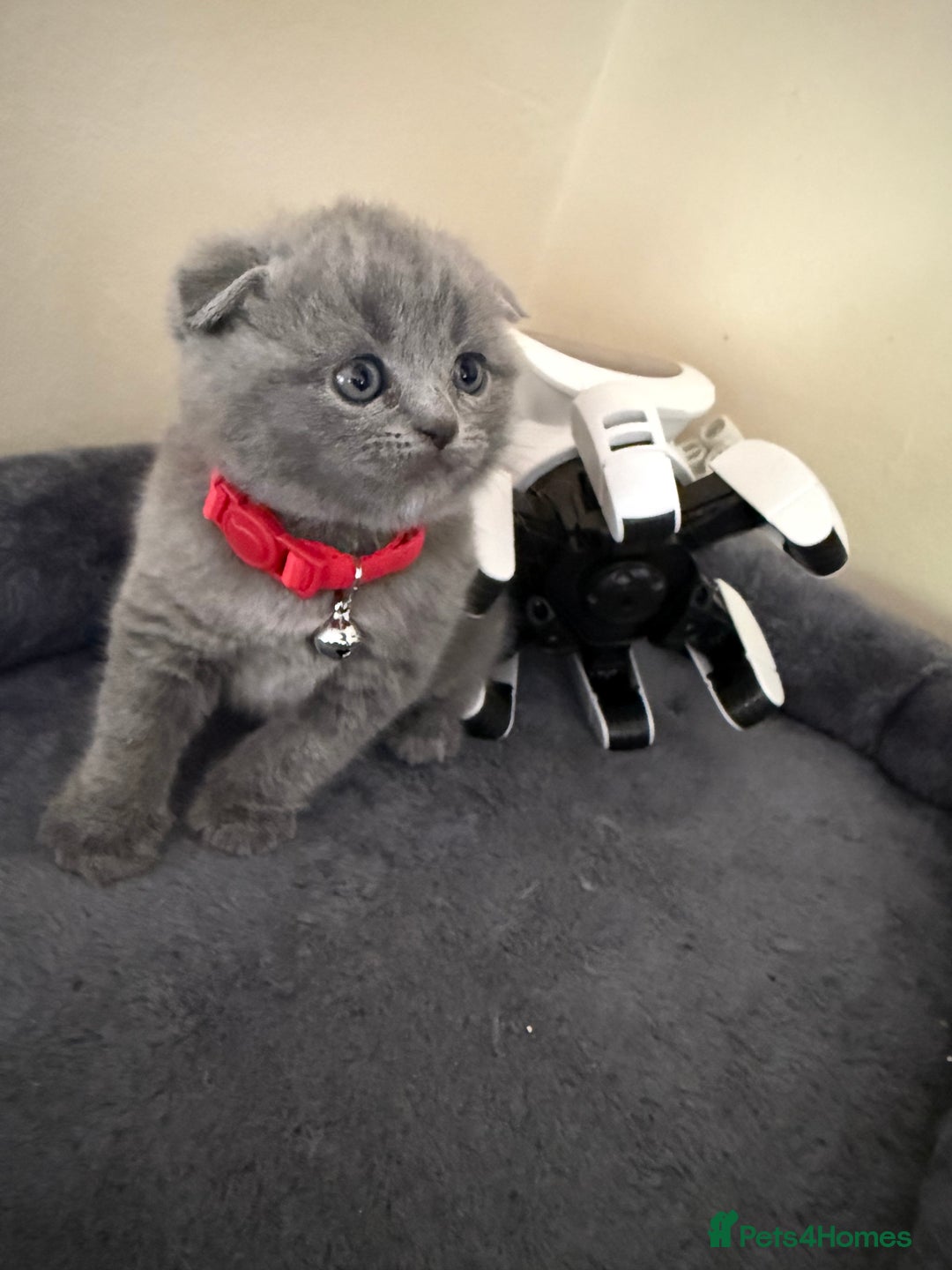 Scottish Fold cats for sale: Scottish fold - Image 6