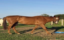 Irish Thoroughbred horses for sale: sweet tb gelding  - Image 3
