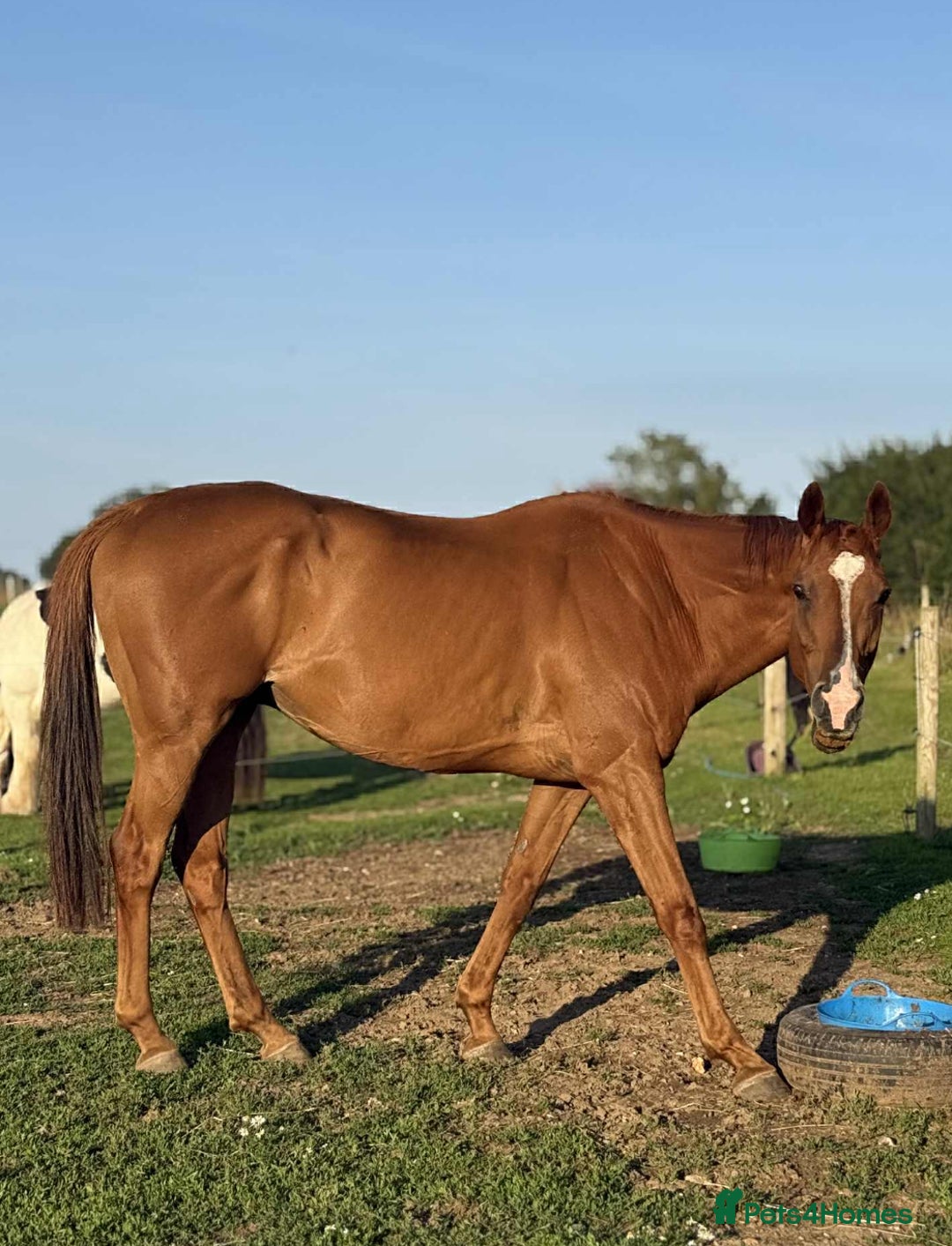 Irish Thoroughbred horses for sale: sweet tb gelding  - Image 3
