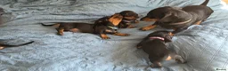 Dachshund dogs for sale: Stunning Standard Smooth hair Dachshund Puppies. - Advert 9
