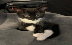 Mixed Breed cats for sale: Two beautiful boys - Image 10