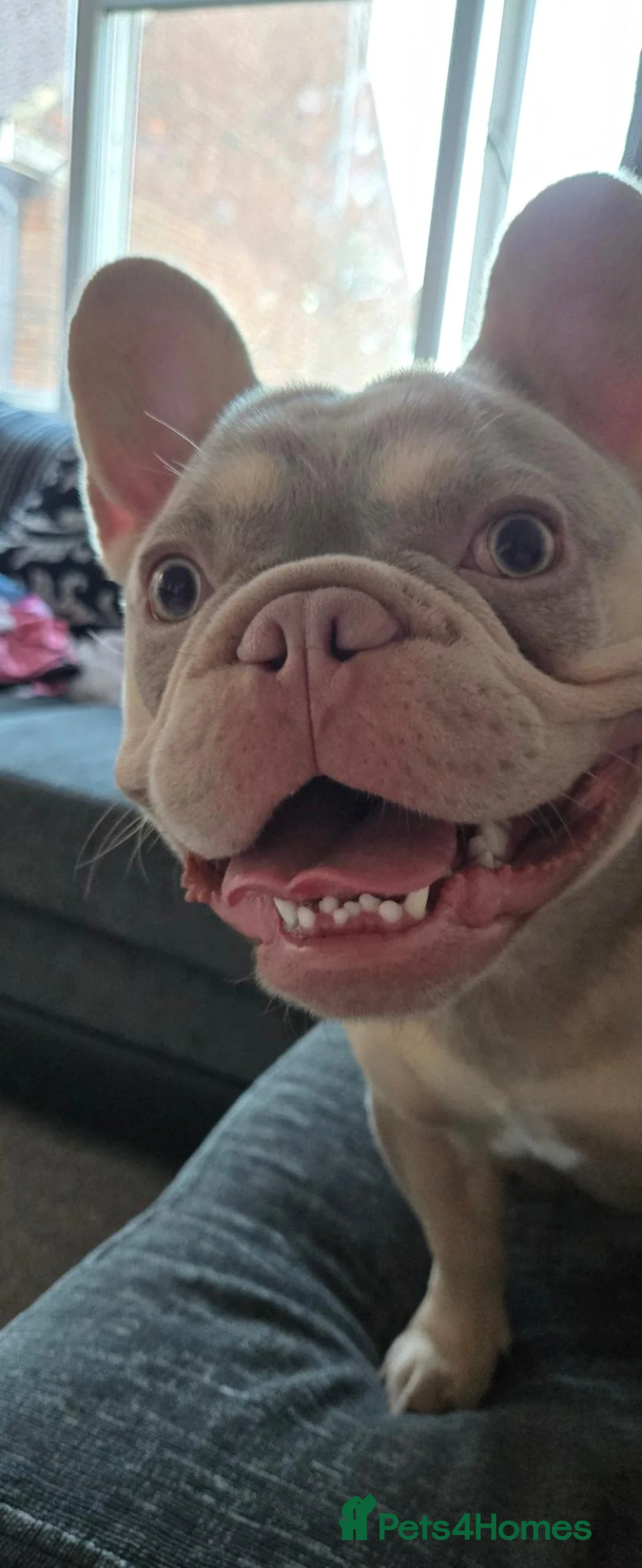 French Bulldog dogs for sale: Male French bulldog  in Brighton - Advert 1