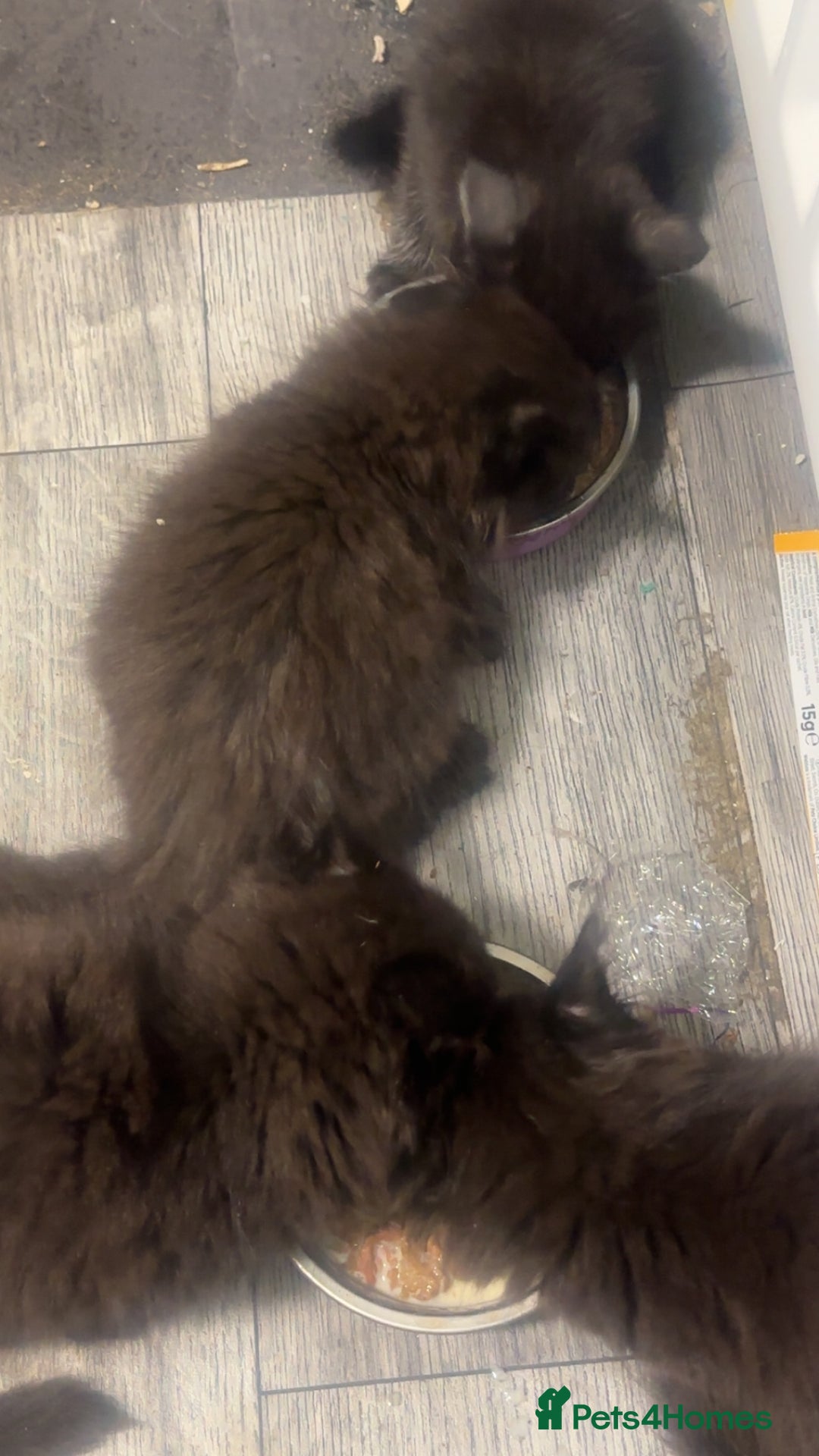 Mixed Breed cats for sale: Kittens  - Advert 11