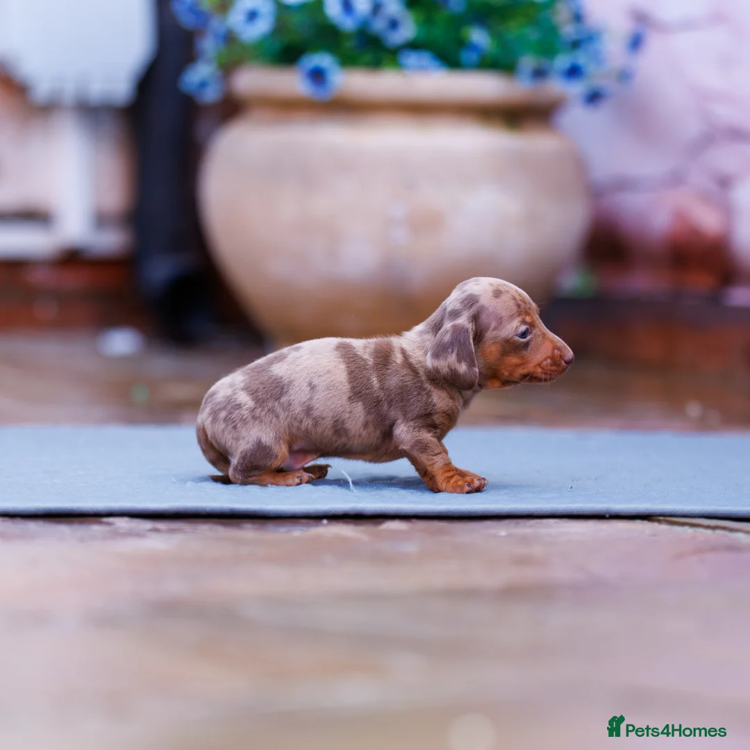 Miniature Dachshund dogs for sale: Top Tier Miniature Dachshunds for sale! - Advert 9