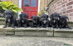 Bedlington Terrier dogs for sale: Fantastic F1 Bedlington x Whippet Puppies  - Image 13