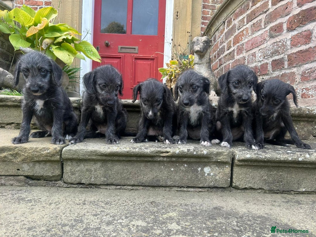 Bedlington Terrier dogs for sale: Fantastic F1 Bedlington x Whippet Puppies  - Image 13