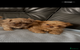 Shih Tzu dogs for sale: imperial shih tzu  in Nottingham - Image 3