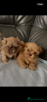 Shih Tzu dogs in Nottingham - Advert 2