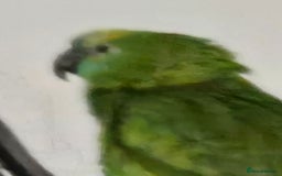 Parrots birds for sale: Blue fronted  amazon - Image 3