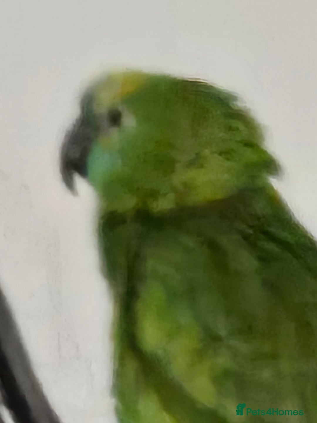 Parrots birds for sale: Blue fronted  amazon - Image 3