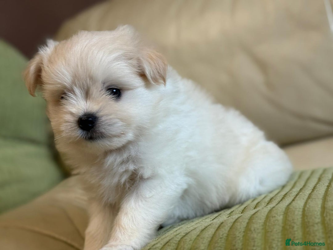 Pomapoo dogs for sale: Fluffy 4 Pomapoo Puppies Ready for Their Homes - Advert 8