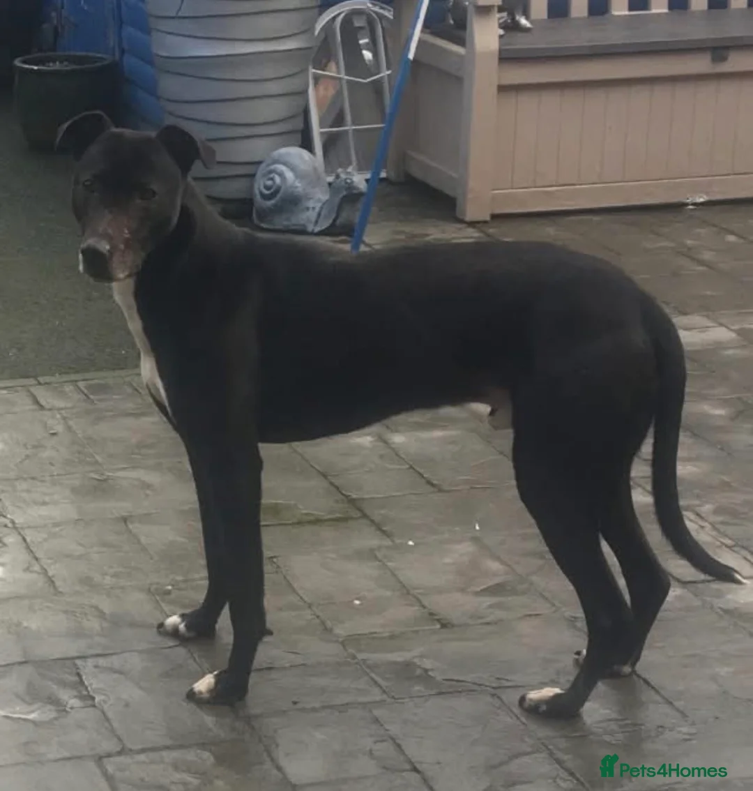 Lurcher dogs for sale: 1 red merle dog available  - Advert 2