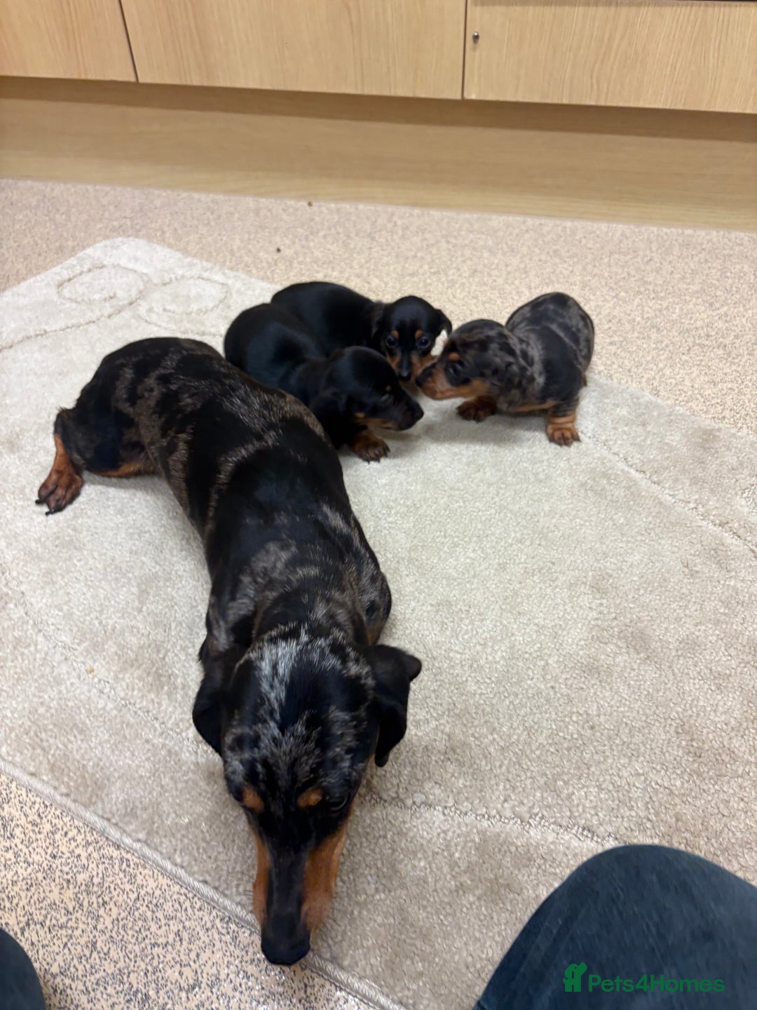 Dachshund dogs for sale: Dachshund ❤️ 1 male 1 female LEFT - Advert 9