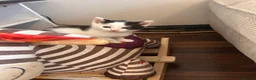 Mixed Breed cats for sale: 2 beautiful kittens - Advert 2