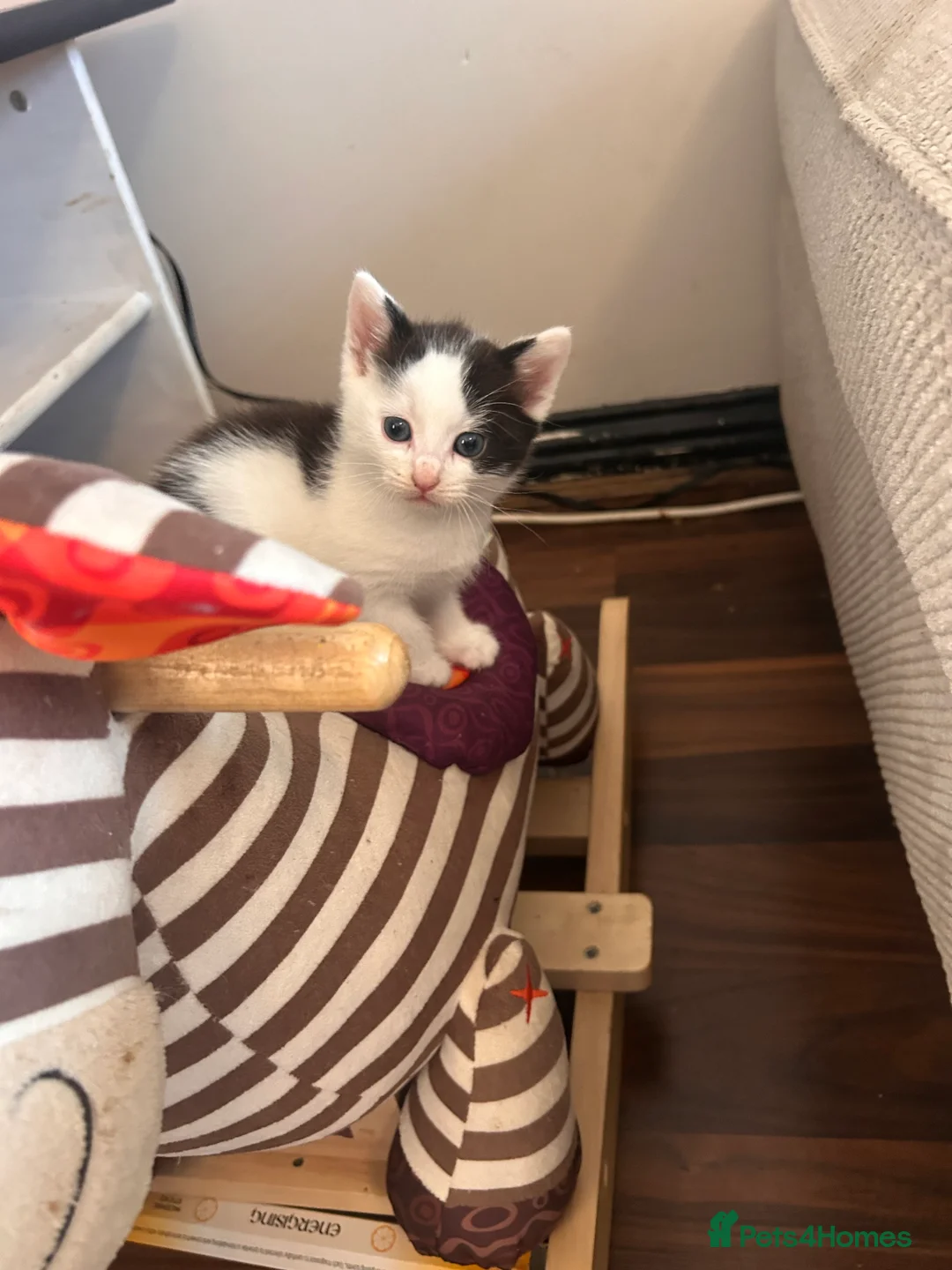 Mixed Breed cats for sale: 2 beautiful kittens - Advert 2
