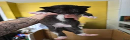 Mixed Breed cats for sale: Siamese blue X short - Advert 2