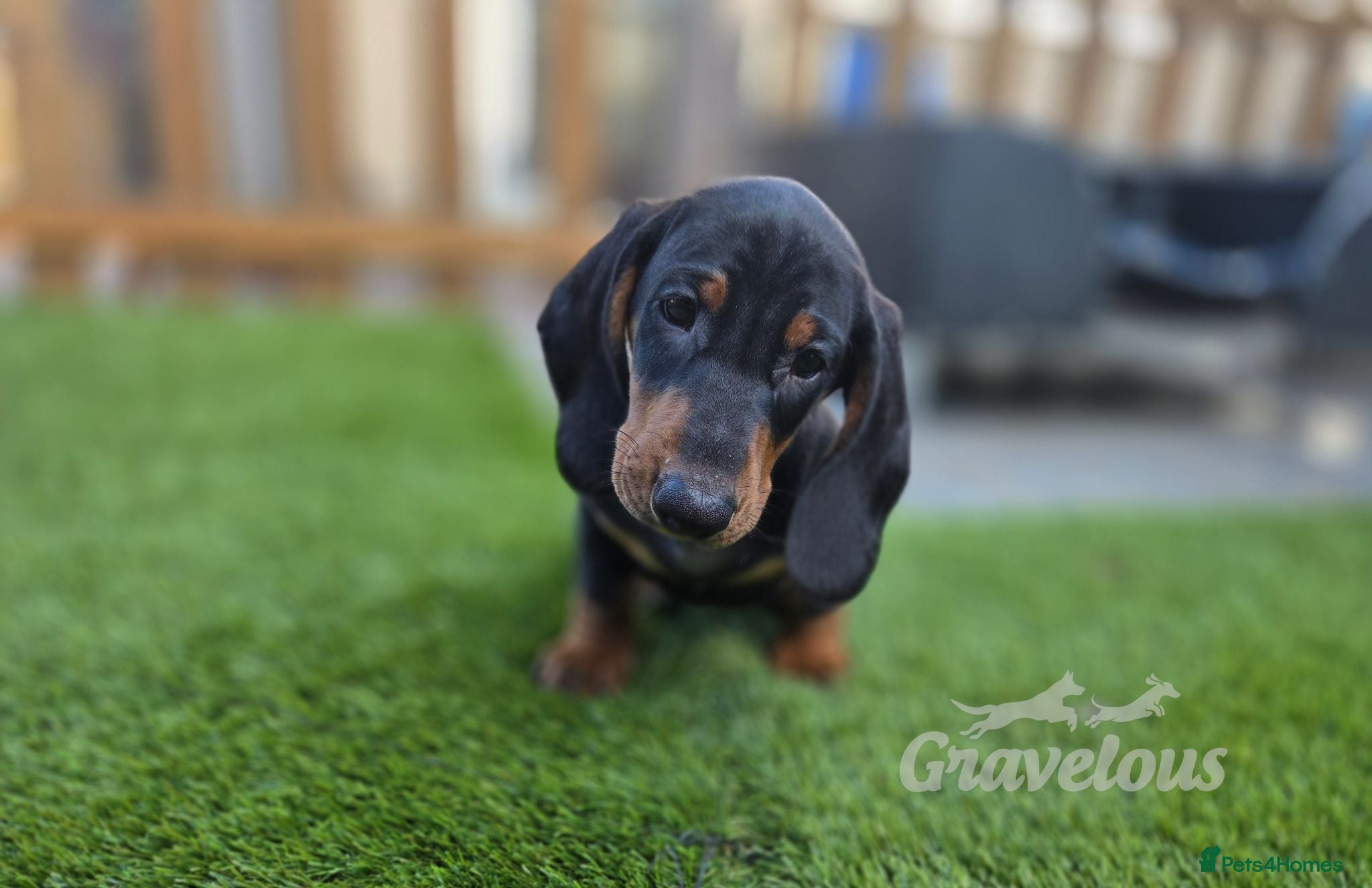 Dachshund dogs Beautiful KC Standard Dachshund Puppies - Advert 5