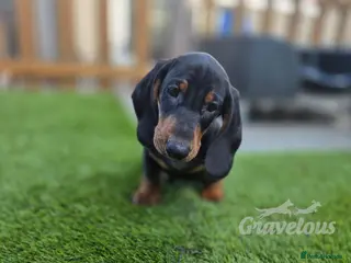 Dachshund dogs Beautiful KC Standard Dachshund Puppies - Advert 5