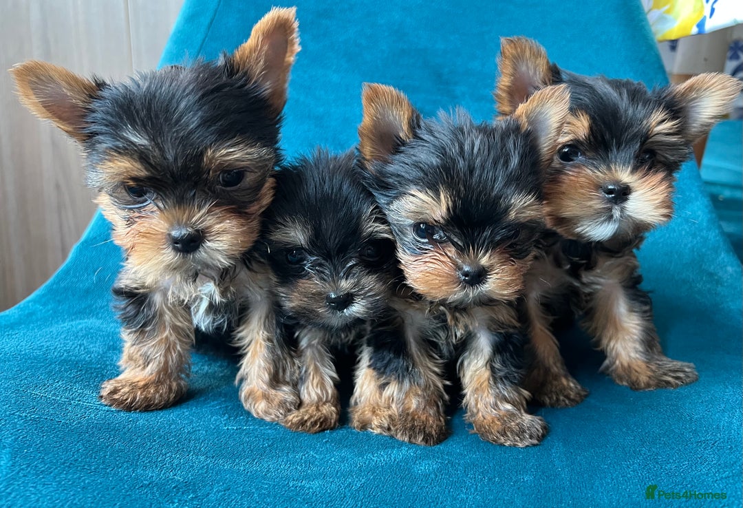 Yorkshire Terrier dogs for sale: Baby face mini pedigree YORKIE pups - Image 20