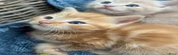 Ragdoll cats for sale: Handsome well handled and social ginger ragdoll x - Advert 6