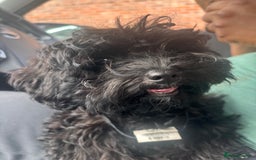 Cavapoo dogs for sale: Cavapoo 4 months old - Image 3