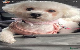 Bichon Frise dogs for sale: Pure Bichon frise for sale in Bromsgrove  in Bromsgrove - Image 15