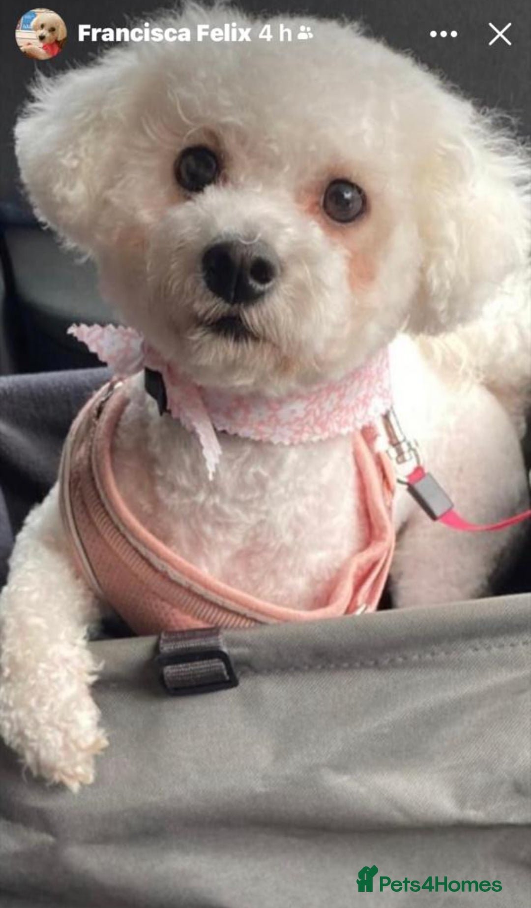 Bichon Frise dogs for sale: Pure Bichon frise for sale in Bromsgrove  in Bromsgrove - Image 15