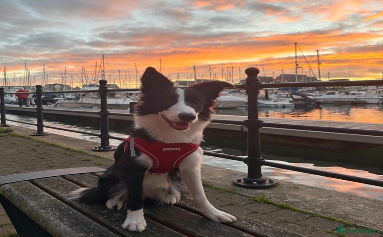 Border Collie dogs - Advert 1
