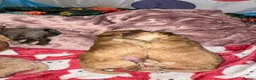 Mixed Breed dogs for sale: Beautiful F1B Patterpoo Pups for Sale - Advert 4