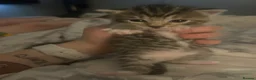 Mixed Breed cats for sale: 3 beautiful kittens  - Advert 6